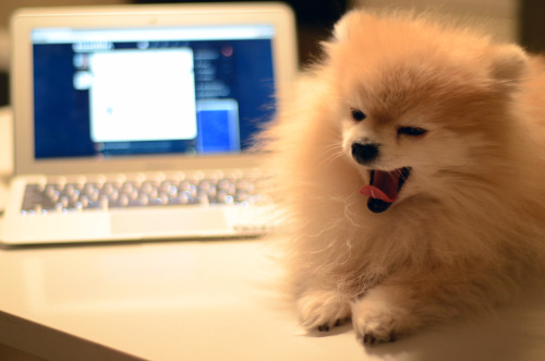 akamango:  mackenzie:  tommypom:  Been Tumblin’ all day.. i’m tired, but it’s no time to quit now.  Can’t stop, won’t stop.  blogs can’t run themselves ya kno. 