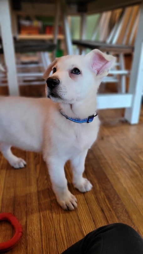 katiiie-lynn:Oops, we did it again! We’re the crazy dog people who went and got themselves another dog (yes we have 5 in total now) 😂 Please welcome Gimli, our newest little pup in the house 🥰😍💖 Astrid’s parents had another litter