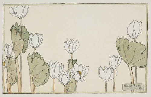 Hannah Borger Overbeck, Blood Root, c.1915 (source).