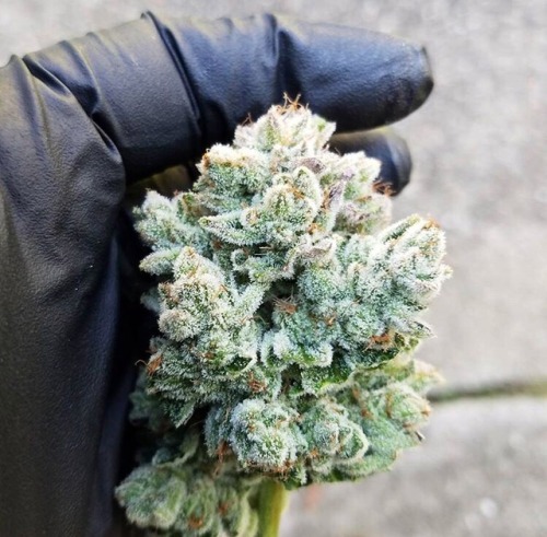 cannakolby: A natural light shot of GG4 ☀️
