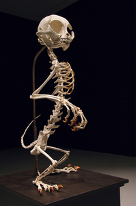 sixpenceee:  Korean artist Hyungkoo Lee imagines what may lie beneath the skins of