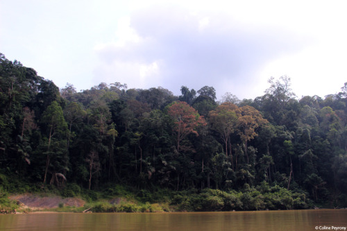 colinepeyrony:Voyage en Malaisie, quatrième partie – Taman Negara vue du fleuve. Trip in Malaysia,