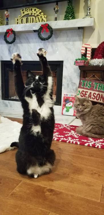 catsbeaversandducks:catsbeaversandducks:Keys and Goose wish you a Merry Christmas!Photos by Goal Kit