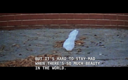 somedaybythestrokes: American Beauty (1999)