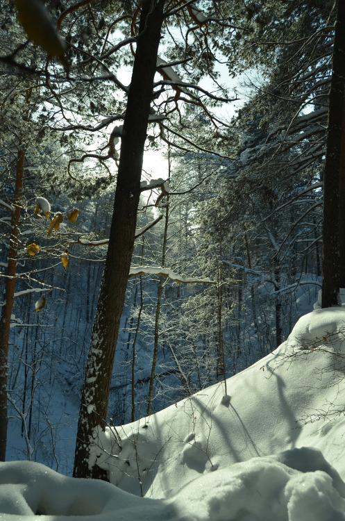 Fluffy trees.