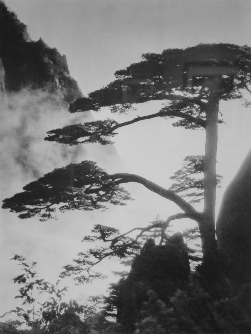 bookoffixedstars: Lang Jingshan (1892-1995) - Huangshan pine, 1933. © ZCOOL.