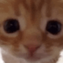 caramel-catss - feral domestic cat
