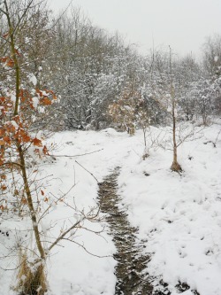 vwcampervan-aldridge:  Thick Snow and frost, Chasewater Country park, Brownhills, England 