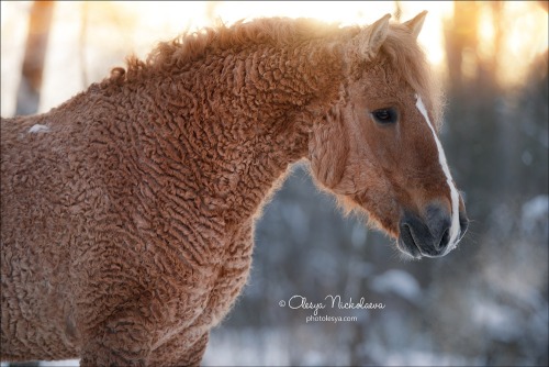 Zabaikalskaya Horse mare Solnyshko (”Sunshine”)