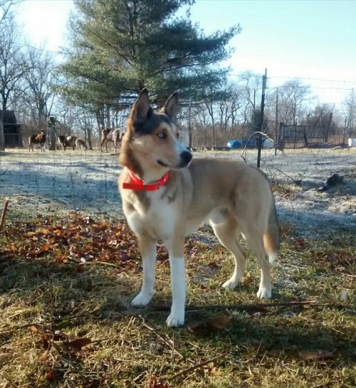 Kai Shetland sheepdog/Siberian husky