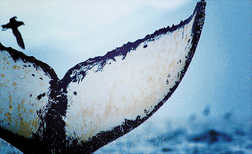nightimethinker:  How do you define freedom ?   By dropping a nuke on a whale.