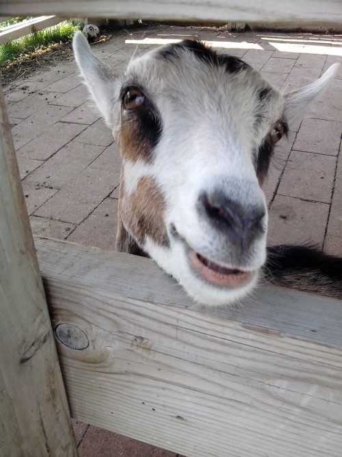 pkangst:The Dutch Village in Holland, MI knows the way to my heart