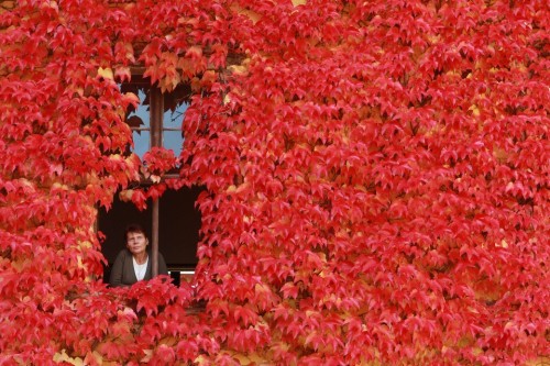 inothernews:  WELL RED A woman looked out from a house covered with leaves in Ballenstedt, Germany, Wednesday. (Photo: Matthias Bein / AFP-Getty via The Wall Street Journal) 