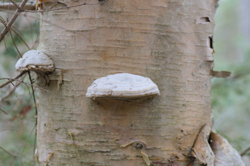 mostlythemarsh: Birch Polypore