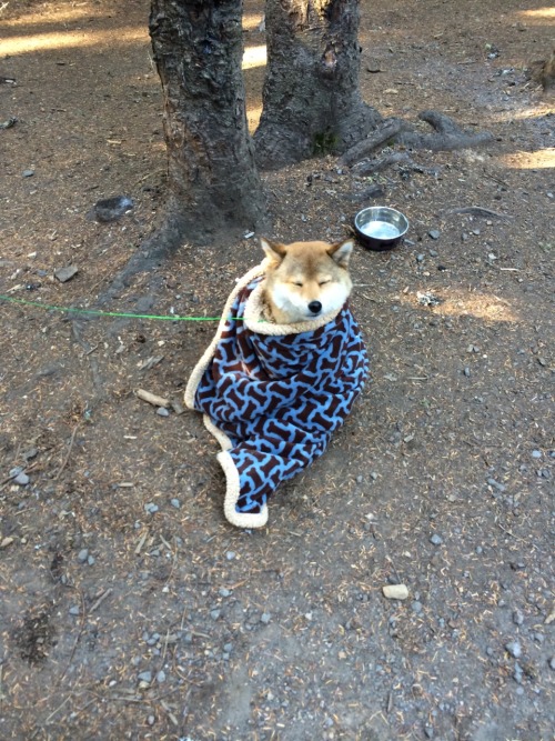 kumaandbean:   Kuma gets a chill. 