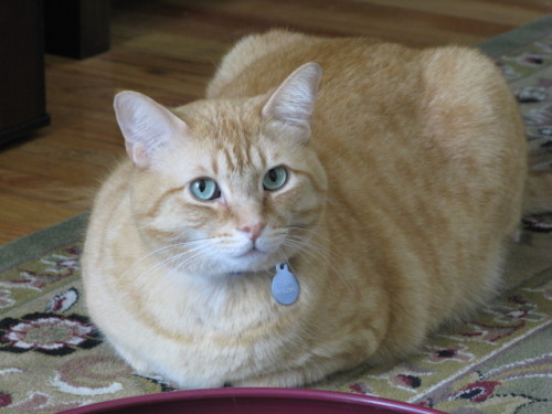 ka1to-remade:catloaf appreciation post