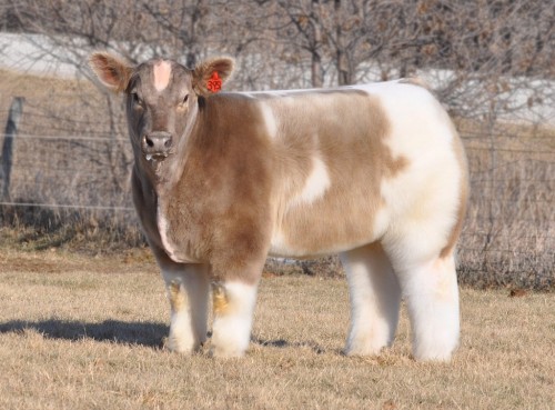 tastefullyoffensive:  8 Fluffy Cows  awww porn pictures