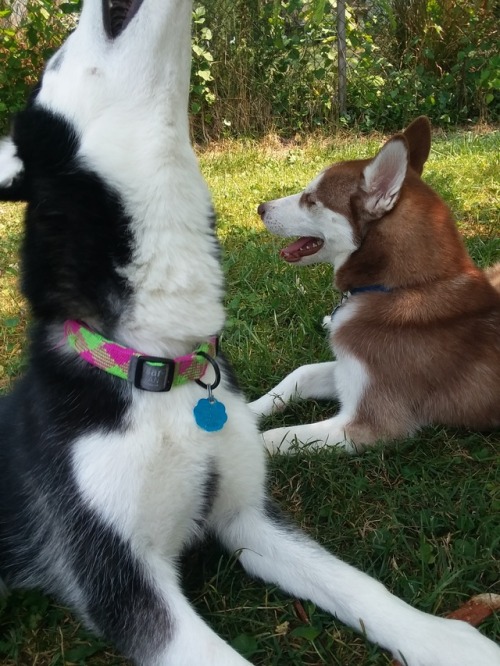 huskerpuppers: We don’t always have to put everything we see into our mouths, Harvey.