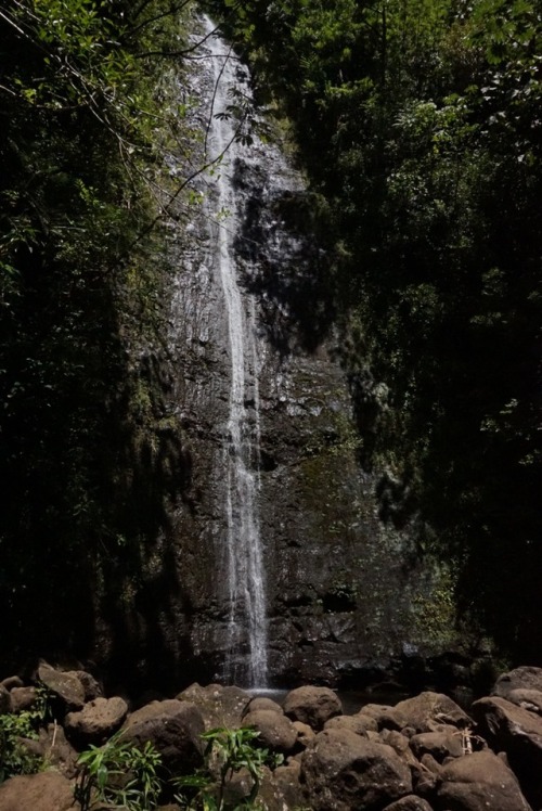 northern-nomad: Taken on the short 1.6 mile trail up to Manoa Falls. This waterfall is 150 feet tall