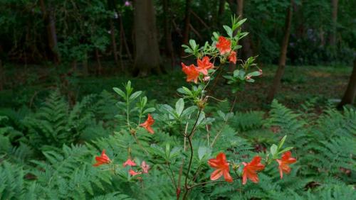 nerteragranadensis: yorksnapshots:Glowing Embers. [image description: photo of many orange flowers g