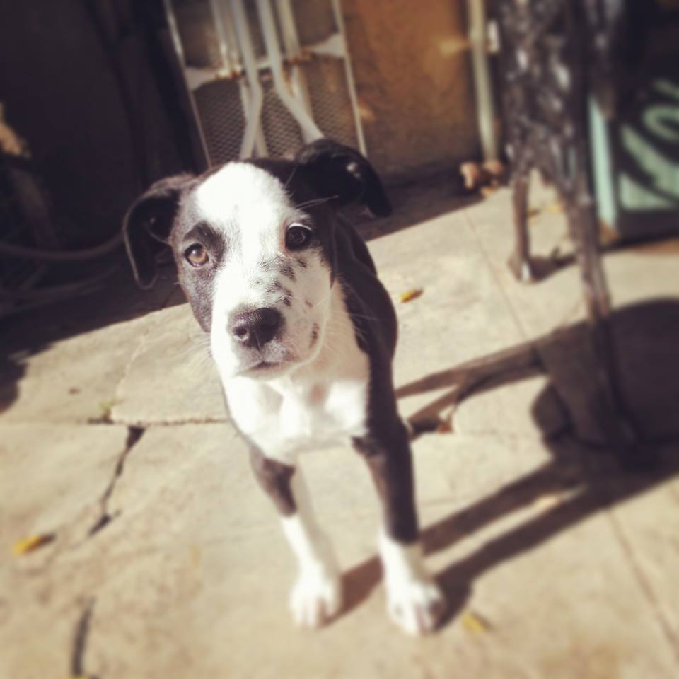 handsomedogs:  My 2-month old Staffy, Bailey! 