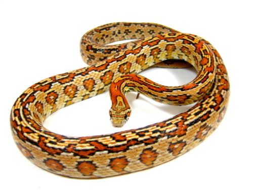 areyousayingyes:Corn Snake - Morphs - Pantherophis Guttatus
