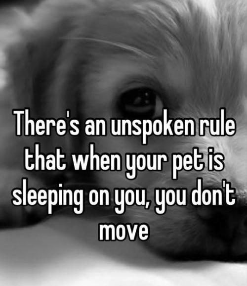 10knotes:  pleatedjeans:  Dog Owners Will Understand (21 Pics)   