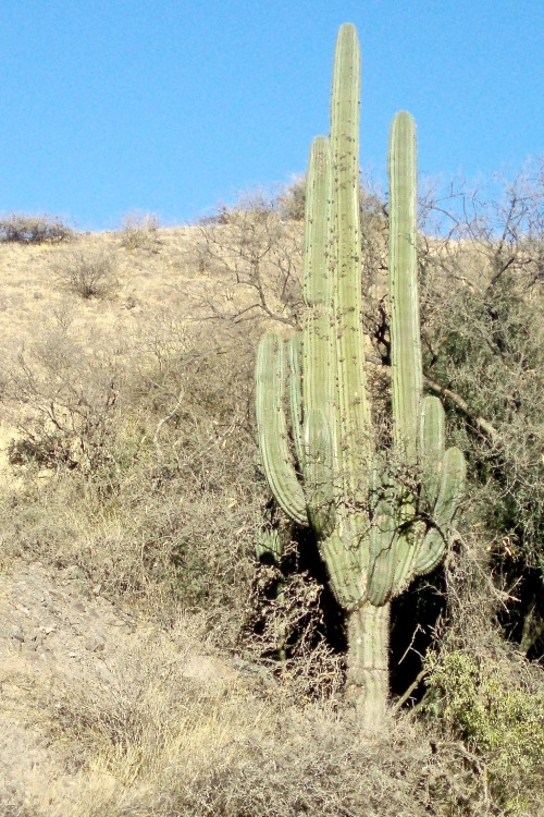 Top: Saguaro, Scottsdale, Arizona, 2014; Below: Cardon, Parque Nacional de los Cardones, Salta, Arge