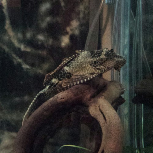 sailor-jennifer:Got rid of the old gross fake wood in the tank and replaced it with some real driftw