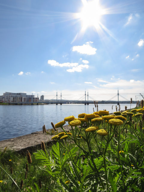Landscape, Lakeshore, Flowers, Sunbeams at Munksjöns Norra by Rune Alnervik on EyeEm