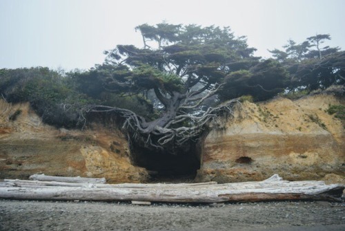 Kalaloch Beach in the Pacific Northwest. I would like to think the tree was a woman running but in t