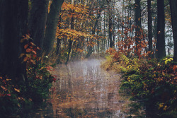 caitlingillam:  Autumn creek by Mathijs Delva