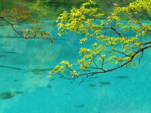 90377: Peacock Lake, Jiuzhaigou National Park by Niall Corbet (Edinburgh)