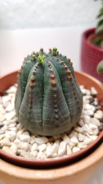 planty-planty-plants:My first succulent to adult photos