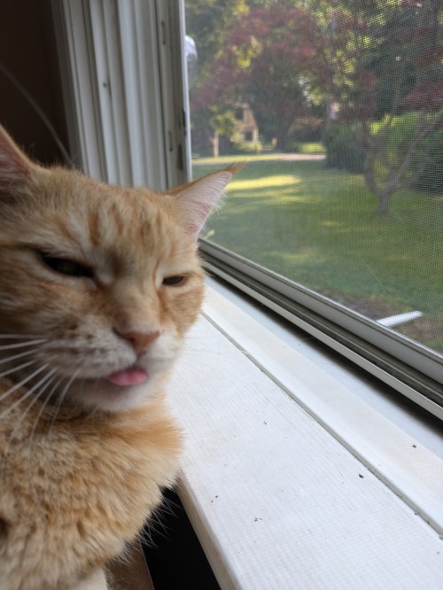 Happy International Cat Day, Y'all