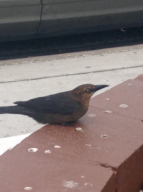 importantbirds:windy birb stop for restmundey tuedey windy every day stopp RIGHT ther ant small naps