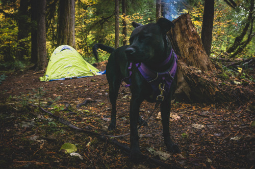 Marceline enjoys hikes, but she hates camping :b