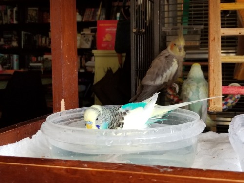 Fluffy birb bath time