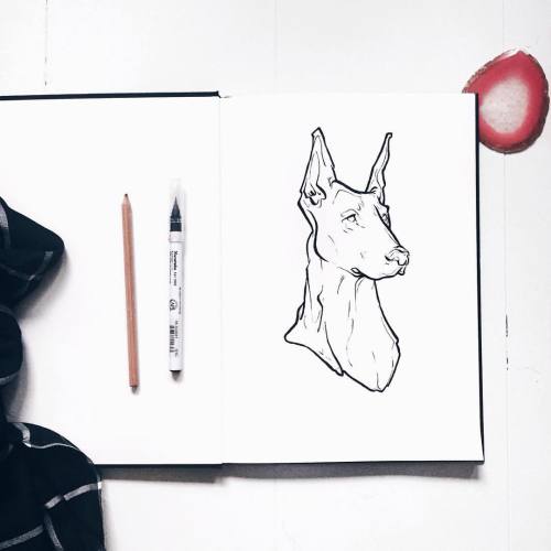 semiskimmedmin:Doberman.