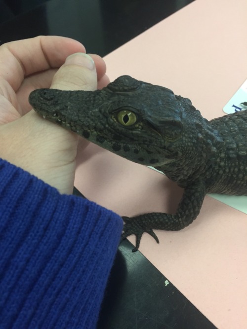 spacesnek:she rests her chin on my hand The calmest baby croc I’ve ever seen