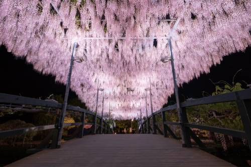 itscolossal:Lush Canopies of Hundreds of Purple Flowers Erupt from Japan’s Wisteria