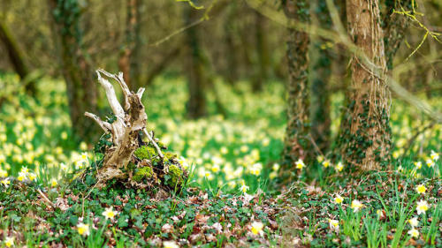 JONQUILLES by gilles g