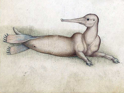 caab, a legendary marine animalPetrus Candidus Decembrius, De animantium naturis, Italy ca. 1515Bibl