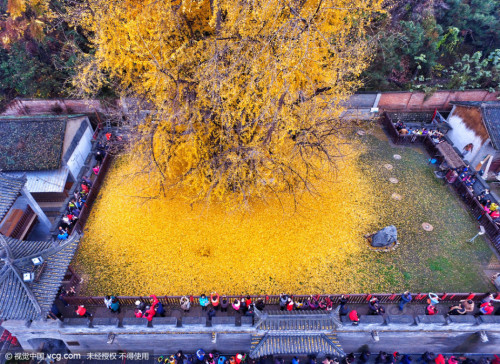 fuckyeahchinesefashion:Old ginkgo tree in 古观音禅寺Gu Guanyin Temple, Zhongnan Mountains, Xi’an. The tem