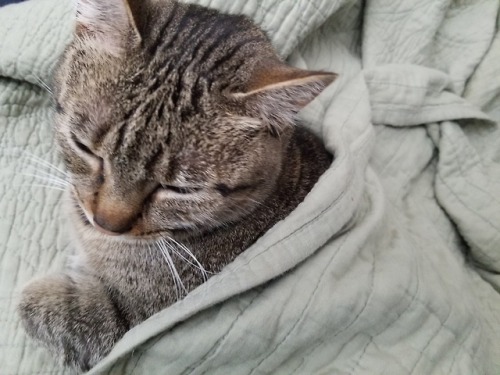 stilesisbiles: My kitty likes being tucked in. A minute later she got so relaxed she slid off the co