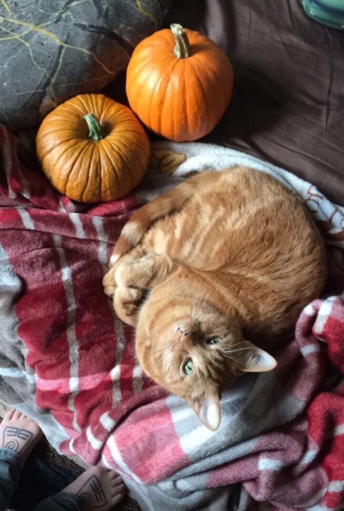 Three pumpkins(submitted by @thecelestial1)