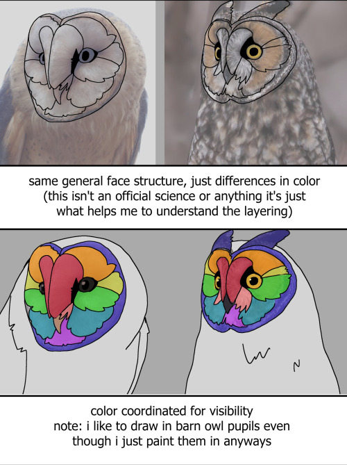 lillytr: some vaguely coherent notes on owl facial discs because they were the hardest part of the b