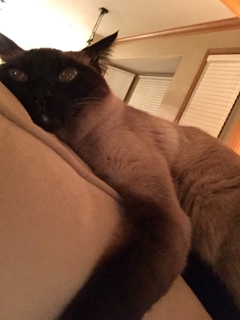 inonibird:  The return of Mickey and Leo! (Dad & stepmom’s Siamese cats)…they REALLY enjoy sleeping on me/my bed.Also, bonus cat from elsewhere:The cat is NOT out of the bag, I repeat, NOT out of the bag. :P