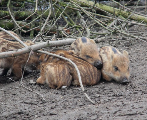 dongulator: Happy and sleepy wild boar piglets at Natuurpark Lelystad