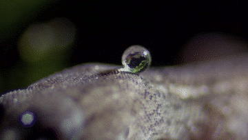 chalkandwater:  The Brazilian pygmy gecko (Coleodactylus amazonicus) is so small that raindrops pose a serious threat. Luckily, its body is so light and its skin so hydrophobic that it can shake off any drops that might land on it. It can even walk on